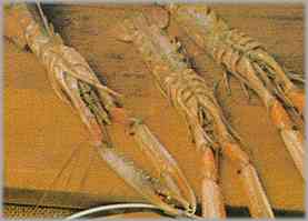 Con unas tijeras de cocina, cortar los cartílagos, que protegen la parte ventral de las cigalas.