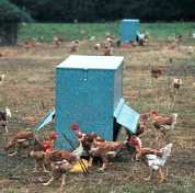 corral con gallinas