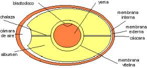 Esquema del huevo